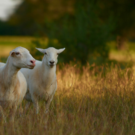 Goats in a field